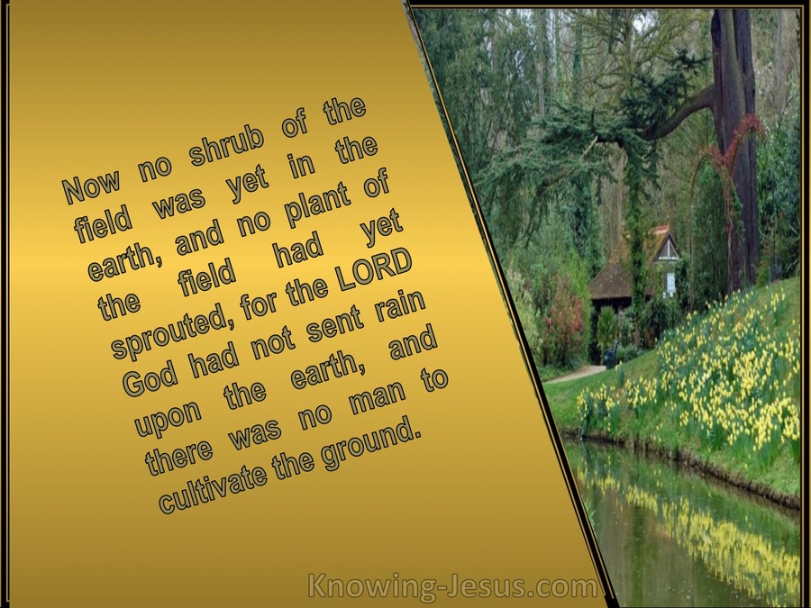 Genesis 2:5 Now There Was No Man To Cultivate The Ground (gold)